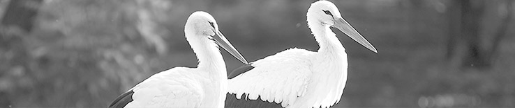 stork