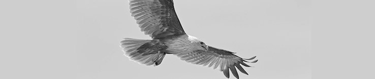 eagle